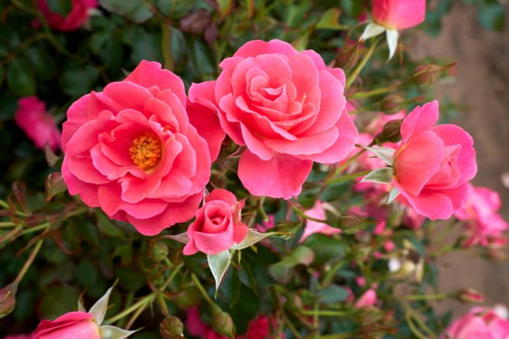 Rose Aurora Borealis